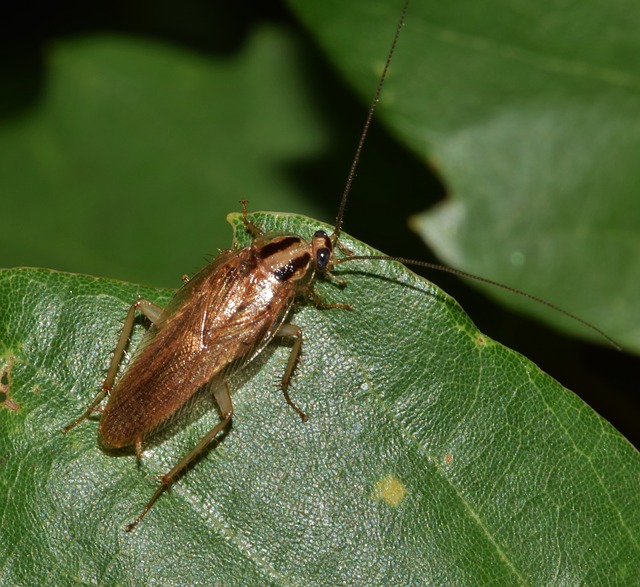 Cockroach Control