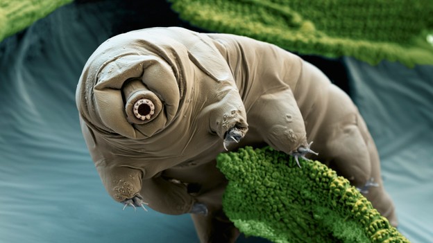 Unusual Animals Adaptations